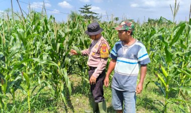 POLRESTA-SIDOARJO-|-Cek-Ketahanan-Pangan,-Polsek-Balongbendo-Sambangi-Lahan-Pekarangan-Bergizi-di-Desa-Bakungtemenggungan